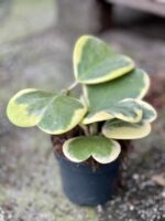 Zdjęcie rośliny Hoya kerri variegata, ujęcie 2
