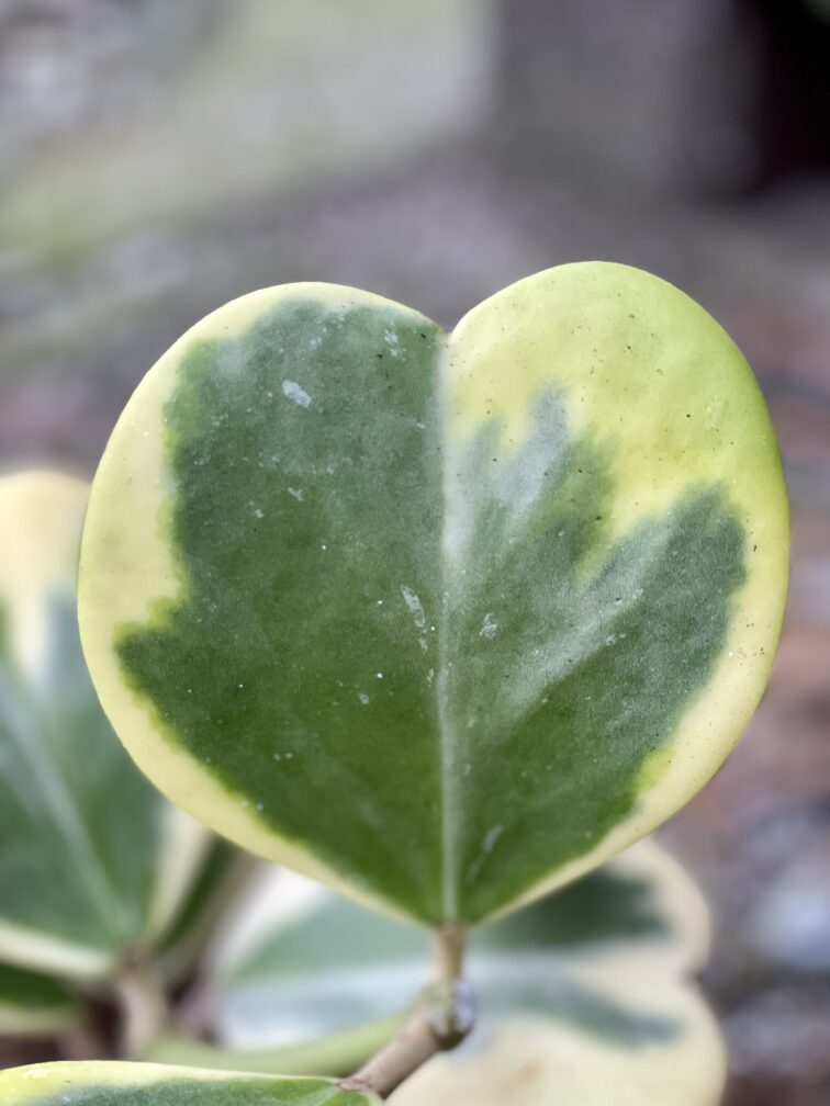 Zdjęcie rośliny Hoya kerri variegata, ujęcie 3