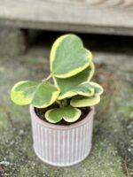 Zdjęcie rośliny Hoya kerri variegata, ujęcie 4