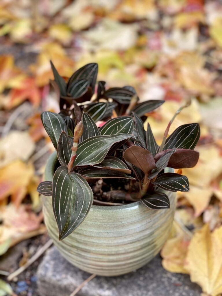 Ludisia Discolor to storczyk biżuteryjny o ciemnych liściach