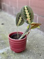 Zdjęcie rośliny Maranta Fascinator Tricolor, ujęcie 3