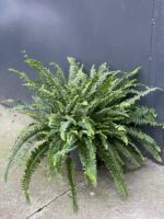 Zdjęcie rośliny Nephrolepis exaltata Montana, ujęcie 2
