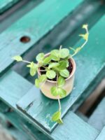 Zdjęcie rośliny Peperomia rotundifolia, ujęcie 3