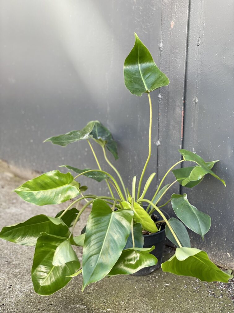 Zdjęcie rośliny Philodendron Burle Marx, ujęcie 2