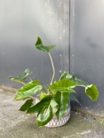 Zdjęcie rośliny Philodendron Burle Marx, ujęcie 3