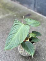 Zdjęcie rośliny Philodendron Fuzzy Petiole, ujęcie 1