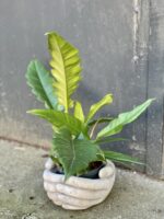 Zdjęcie rośliny Philodendron Narrow, ujęcie 2