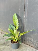 Zdjęcie rośliny Philodendron Narrow, ujęcie 3