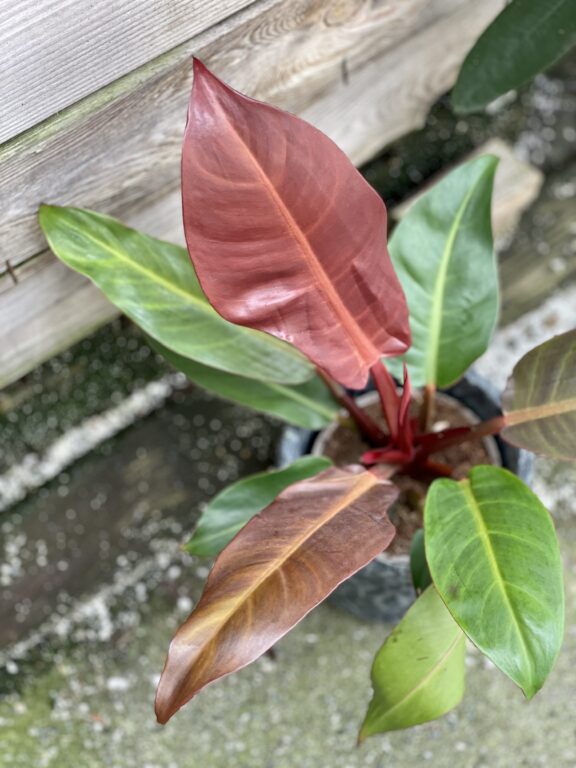 Zdjęcie rośliny Philodendron Red Sun, ujęcie 1