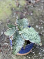 Zdjęcie rośliny Sansevieria Star Green Granite, ujęcie 1