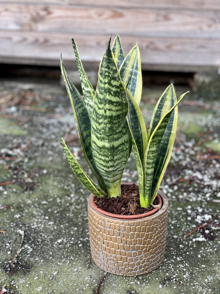 Sansevieria trifasciata Canary - Jungle Boogie