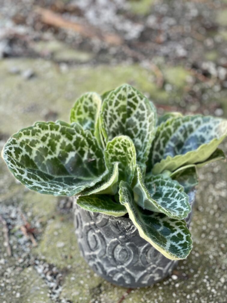 Zdjęcie rośliny Streptocarpus Pretty Turtle, ujęcie 1