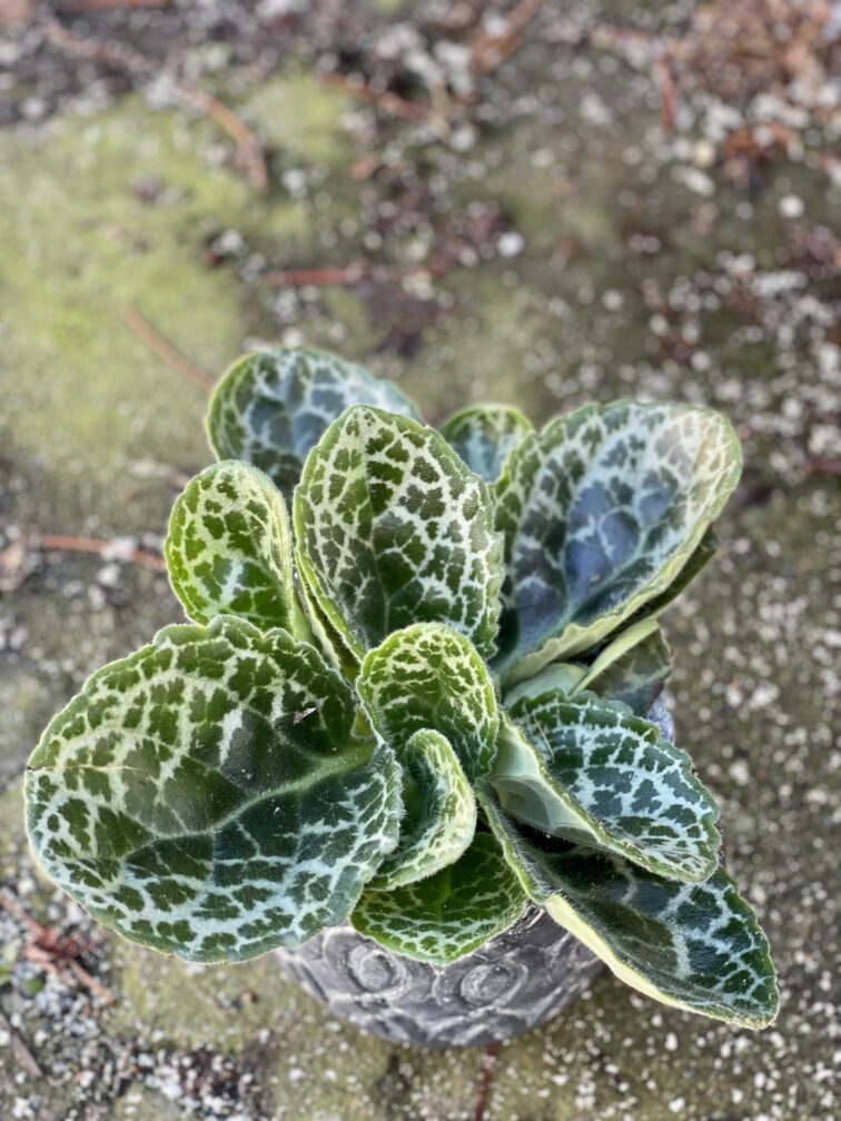 Zdjęcie rośliny Streptocarpus Pretty Turtle, ujęcie 2