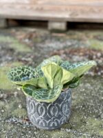 Zdjęcie rośliny Streptocarpus Pretty Turtle, ujęcie 3