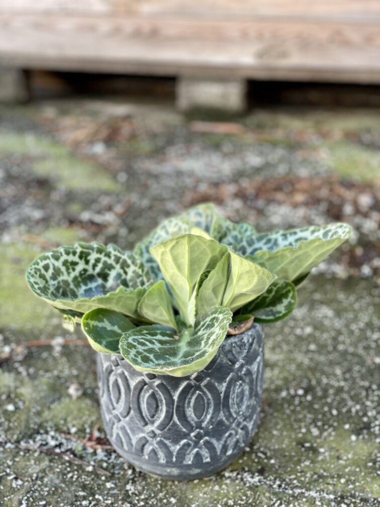Zdjęcie rośliny Streptocarpus Pretty Turtle, ujęcie 3