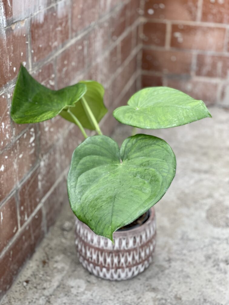 Zdjęcie rośliny Syngonium chiapense, ujęcie 1