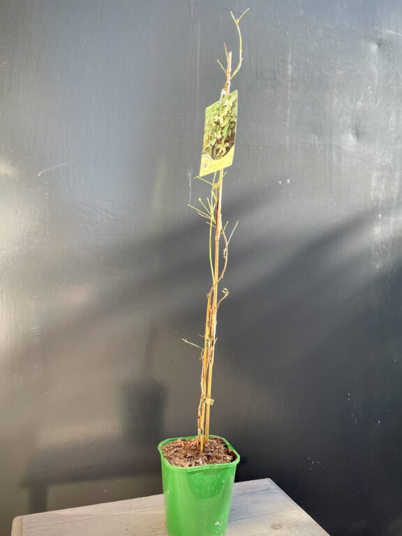 Zdjęcie rośliny Akebia quinata variegata (Akebia pięciolistkowa), ujęcie 1