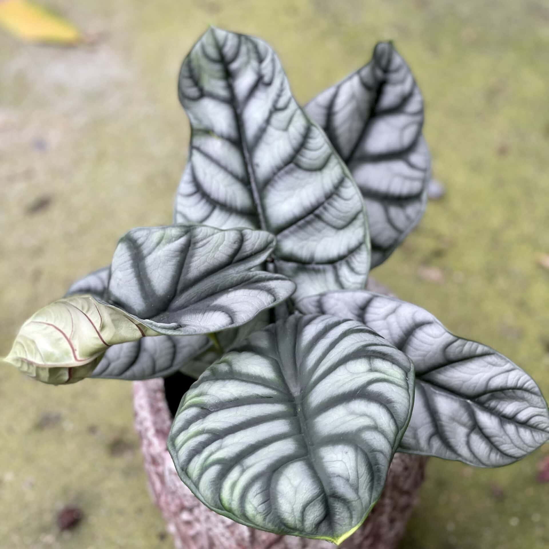 Alocasia (alokazja) baginda Silver Dragon zdjęcie rośliny doniczkowej