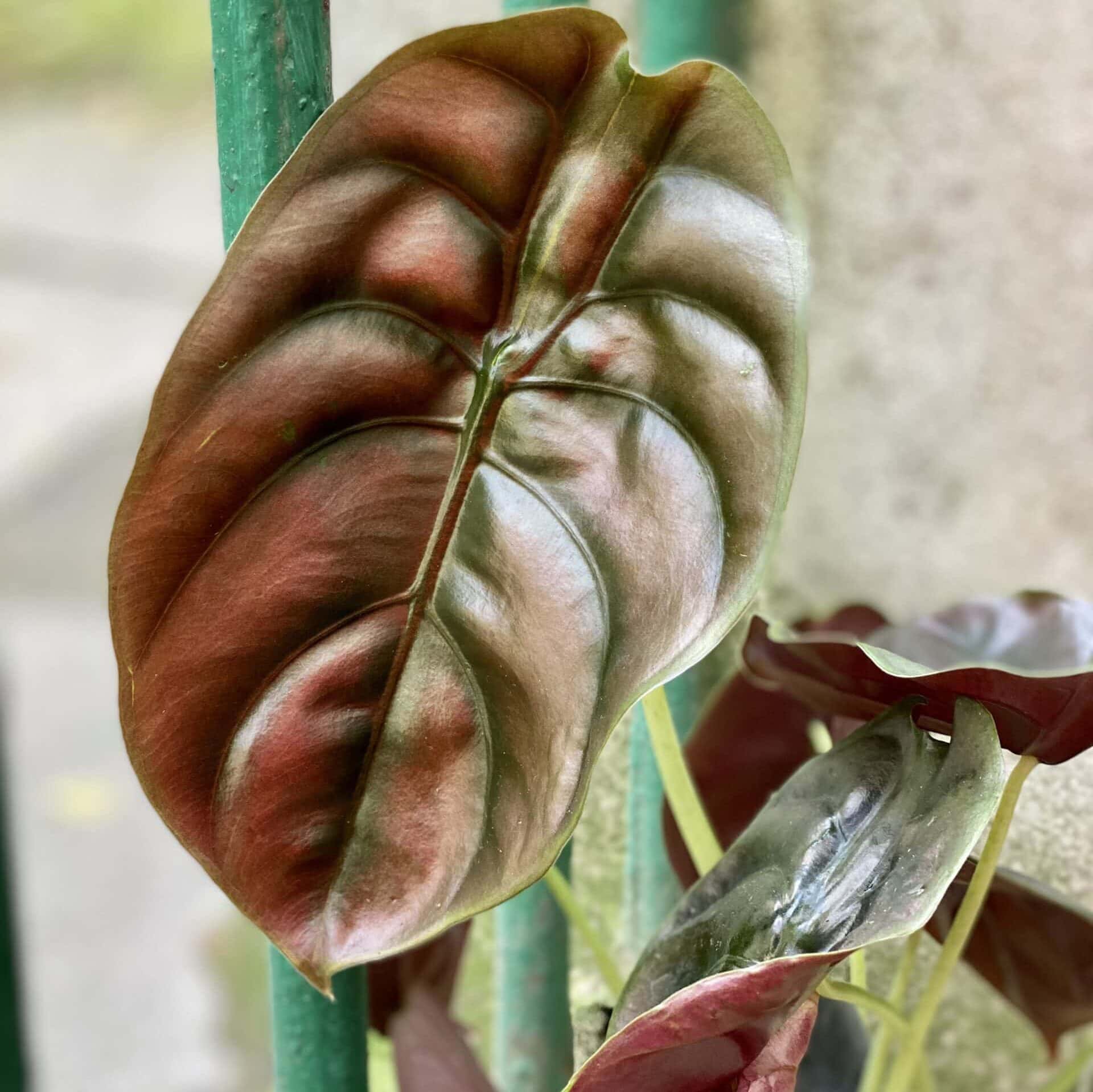 Alokazja (alocasia) cuprea Red Secret - ozdobna roślina doniczkowa