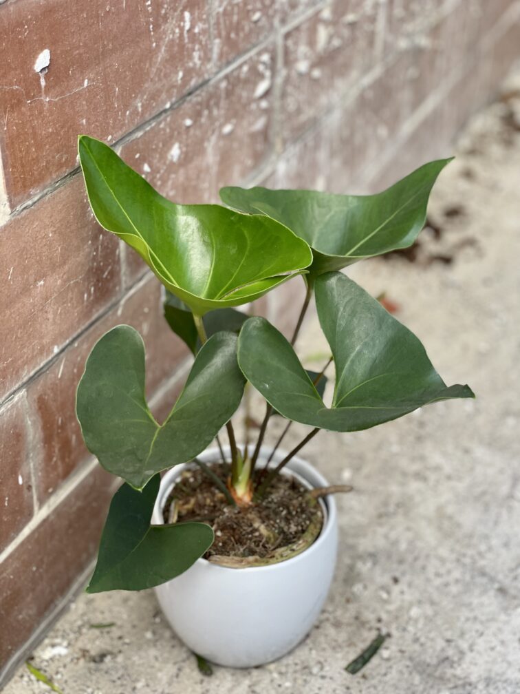 Zdjęcie rośliny Anthurium Arrow, ujęcie 1