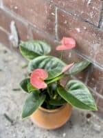 Zdjęcie rośliny Anthurium Champion Spirit, ujęcie 1