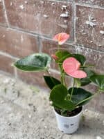 Zdjęcie rośliny Anthurium Champion Spirit, ujęcie 2