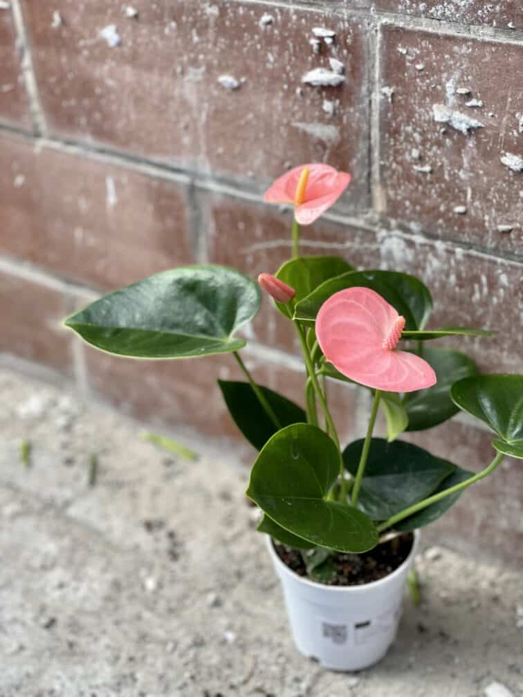 Zdjęcie rośliny Anthurium Champion Spirit, ujęcie 2