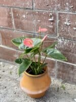 Zdjęcie rośliny Anthurium Champion Spirit, ujęcie 3