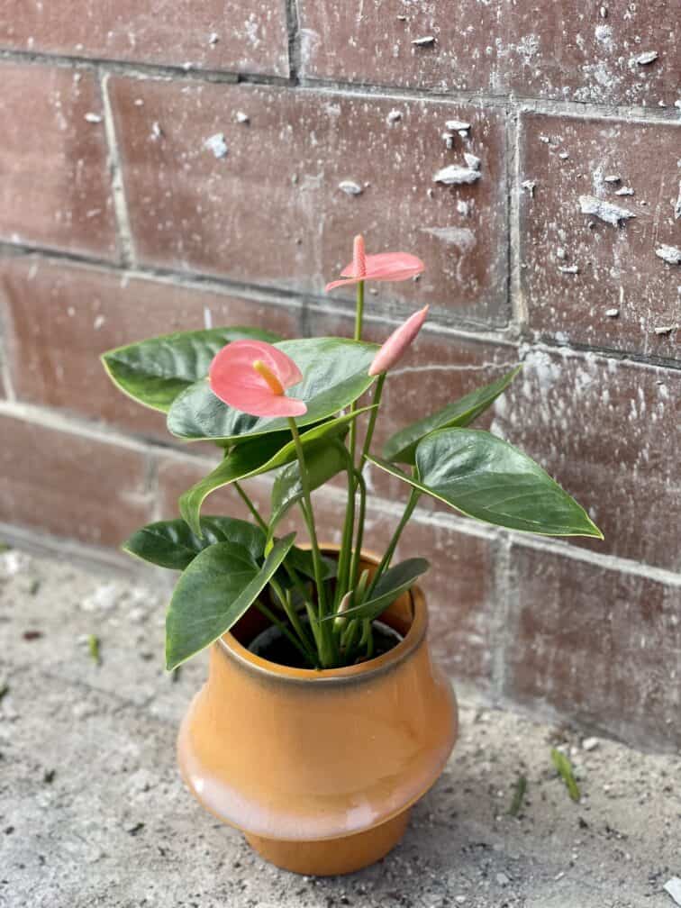 Zdjęcie rośliny Anthurium Champion Spirit, ujęcie 3