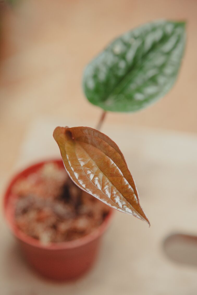 Zdjęcie rośliny Anthurium radicans x luxurians, ujęcie 1