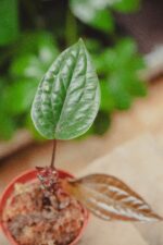 Zdjęcie rośliny Anthurium radicans x luxurians, ujęcie 2