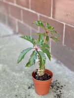 Zdjęcie rośliny Begonia carolineifolia Highlander, ujęcie 2