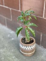 Zdjęcie rośliny Begonia carolineifolia Highlander, ujęcie 3