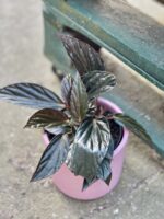 Zdjęcie rośliny Begonia hatacoa rufrofolia, ujęcie 1