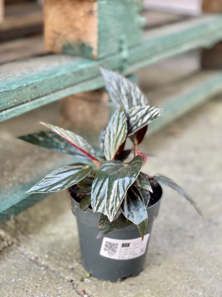 Zdjęcie rośliny Begonia hatacoa rufrofolia, ujęcie 2