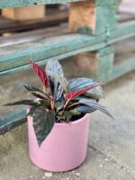 Zdjęcie rośliny Begonia hatacoa rufrofolia, ujęcie 3