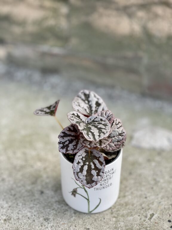 Zdjęcie rośliny Begonia rex Chayo, ujęcie 1