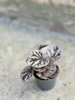 Zdjęcie rośliny Begonia rex Chayo, ujęcie 3