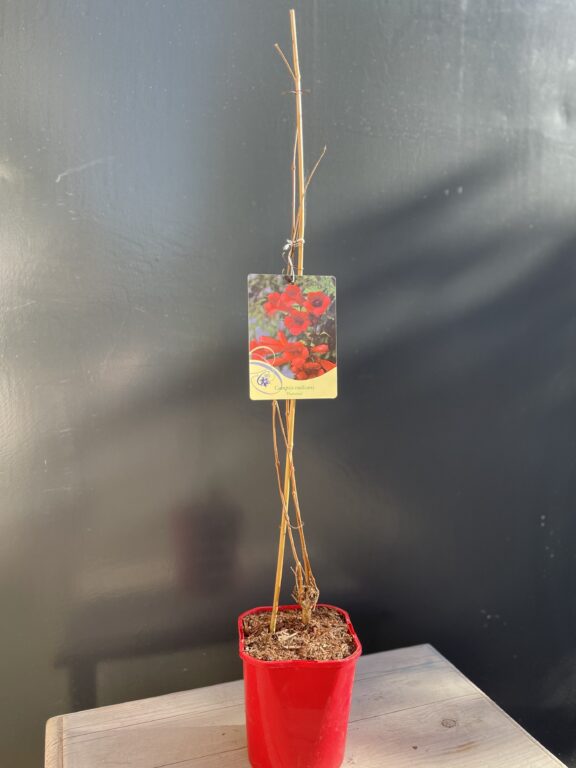 Zdjęcie rośliny Campsis radicans Flamenco (Milin amerykański), ujęcie 1