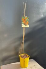 Zdjęcie rośliny Campsis radicans Flava (Milin amerykański), ujęcie 1