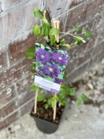 Zdjęcie rośliny Clematis etoile Violette (Powojnik), ujęcie 1