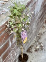 Zdjęcie rośliny Clematis Rembrandt (Powojnik), ujęcie 1