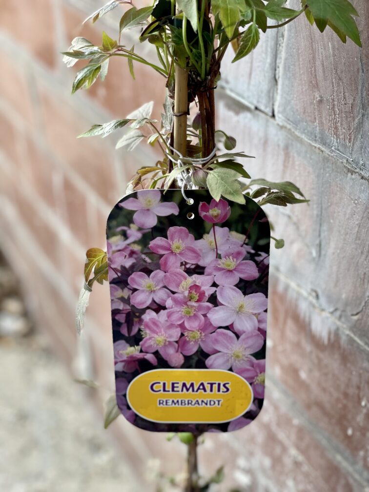 Zdjęcie rośliny Clematis Rembrandt (Powojnik), ujęcie 2