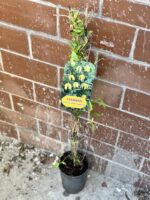 Zdjęcie rośliny Clematis tibetana tangutica (Powojnik tangucki), ujęcie 1