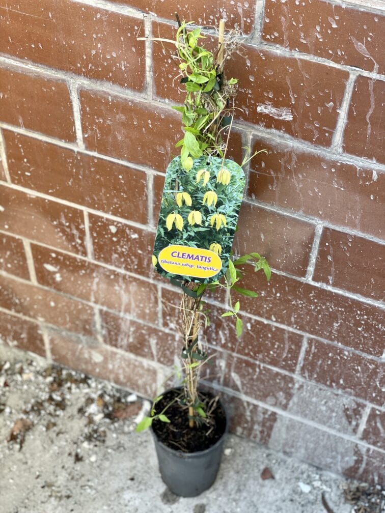 Zdjęcie rośliny Clematis tibetana tangutica (Powojnik tangucki), ujęcie 1