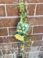 Zdjęcie rośliny Clematis tibetana tangutica (Powojnik tangucki), ujęcie 2