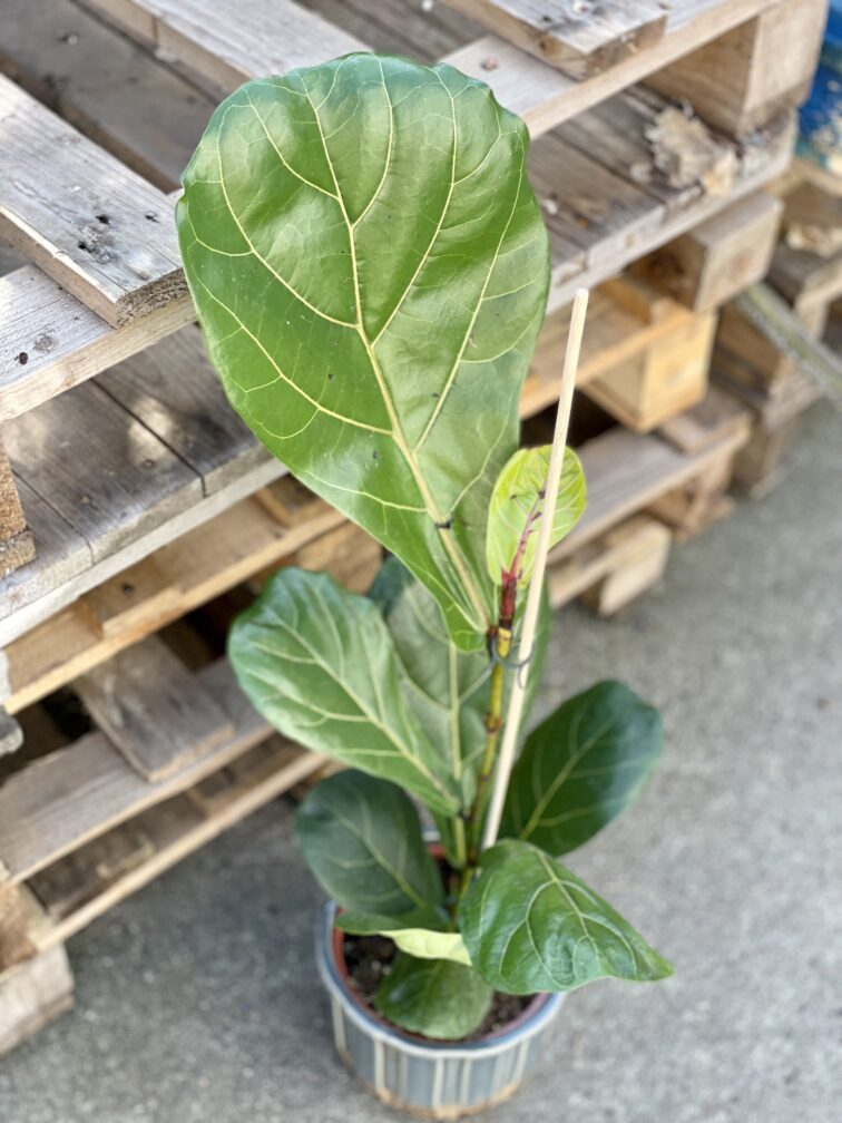 Zdjęcie rośliny Ficus Lyrata (Figowiec Lirolistny / Dębolistny), ujęcie 1