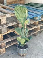 Zdjęcie rośliny Ficus Lyrata (Figowiec Lirolistny / Dębolistny), ujęcie 3