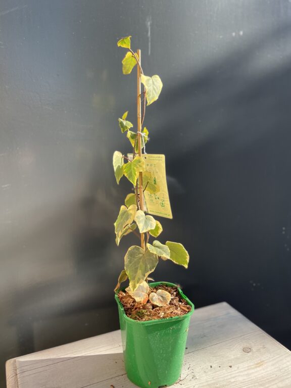 Zdjęcie rośliny Hedera colchica Dentata variegata (Bluszcz kolchidzki), ujęcie 1