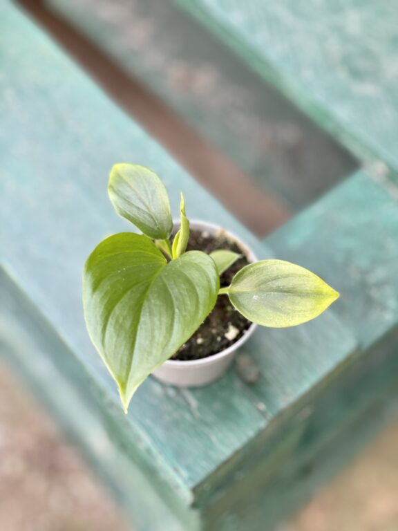 Zdjęcie rośliny Homalomena Emerald, ujęcie 1